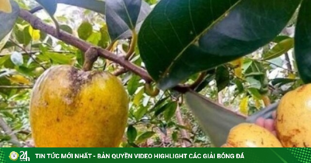 Loại trái mọc dại ven bờ kênh lại có giá lên tới 80.000 đồng/kg