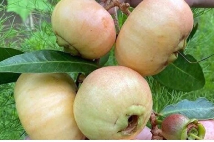 Trái cây “gây thương nhớ” thành đặc sản 200.000 đồng/kg