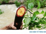 Cây cỏ máu có công dụng gì mà được ví như “thảo dược quý”?