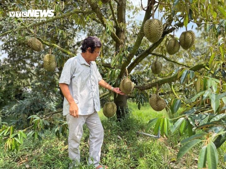 Nhiều nhà vườn đang neo sầu riêng Thái trên cây, chờ giá phục hồi sau khi thị trường bất ngờ giảm mạnh những ngày gần đây.