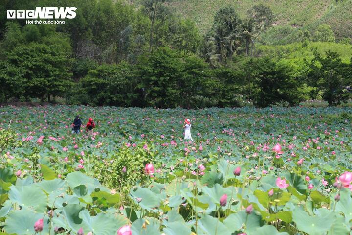 Cách trung tâm TP Đà Nẵng khoảng 45km về phía Tây Bắc, đồng sen Trà Lý nằm trải dài dưới chân núi Hòn Tàu, thôn Chánh Lộc, xã Duy Xuyên, từ lâu nổi tiếng là một trong những cánh đồng sen lớn và đẹp nhất miền Trung.