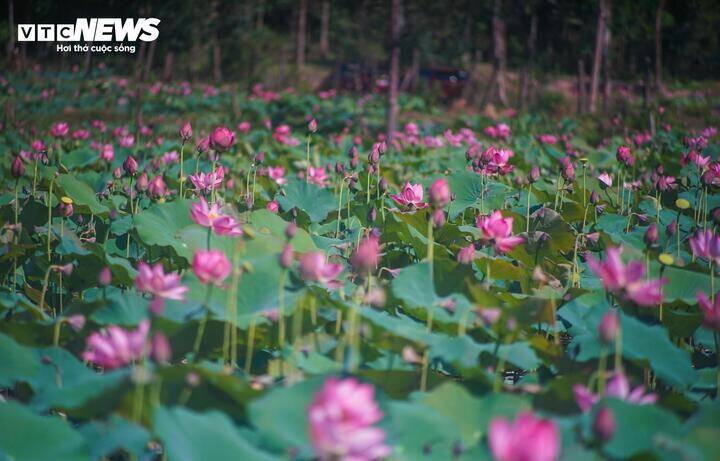 Nhiều nông dân địa phương cho biết so với cây lúa, trồng sen mang lại hiệu quả kinh tế cao hơn nhiều lần. Trong khi lúa chỉ có giá khoảng 5.000-6.000 đồng/kg thì hạt sen tươi được thương lái thu mua với giá lên tới 60.000 đồng/kg.