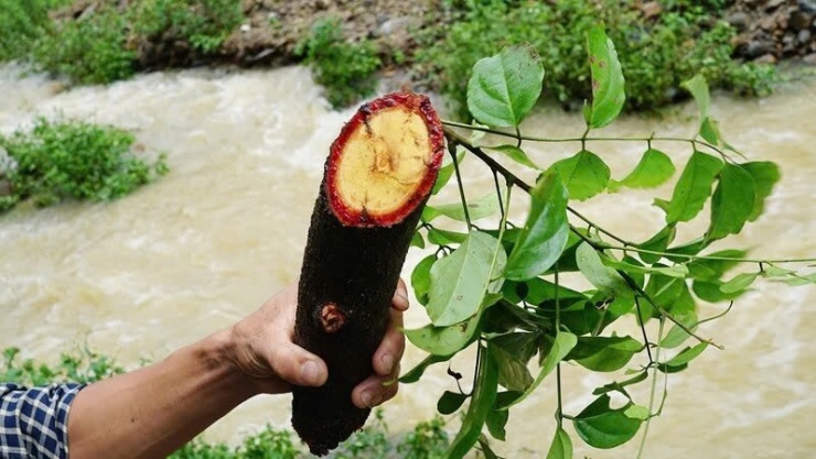 Cỏ máu mang lại những công dụng tuyệt vời cho sức khỏe, đặc biệt là trong việc bồi bổ khí huyết. 