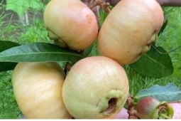 Trái cây “gây thương nhớ” thành đặc sản 200.000 đồng/kg