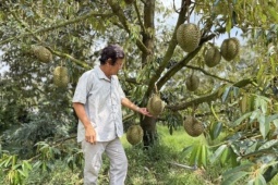 Sầu riêng Thái rớt giá, nhà vườn đứng ngồi không yên