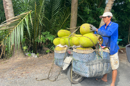 Trái cây lại rơi vào cảnh được mùa mất giá