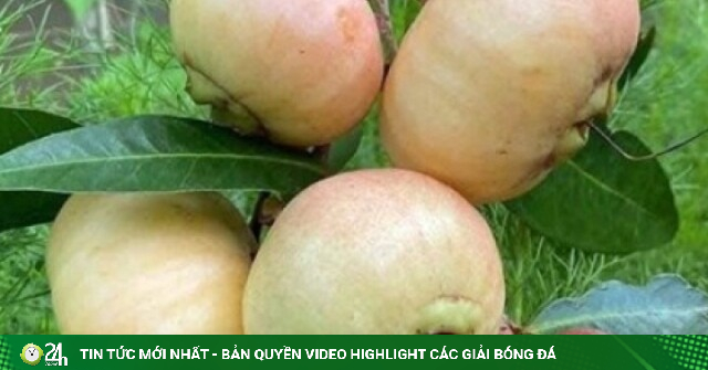 Trái cây “gây thương nhớ” thành đặc sản 200.000 đồng/kg