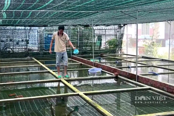 Con vật bé tí ti màu sắc huyền ảo này, một người Bến Tre, nay là tỉnh Vĩnh Long nuôi thành công, ngắm mê hơn chim cảnh