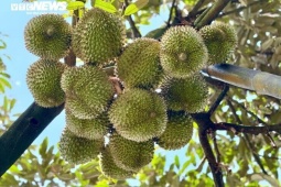 Sầu riêng Thái rớt giá, nhà vườn đứng ngồi không yên