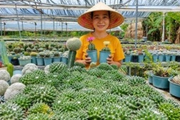 Bỏ việc ở phố về quê trồng xương rồng, 9X Đà Nẵng thu hàng trăm triệu đồng/năm