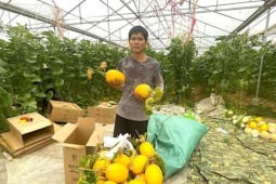 Cấy lúa chả ăn thua, một nông dân Hà Tĩnh 'đánh liều' trồng cây gì mà thu tiền tỷ ngay năm đầu tiên, cả làng khen tốt?
