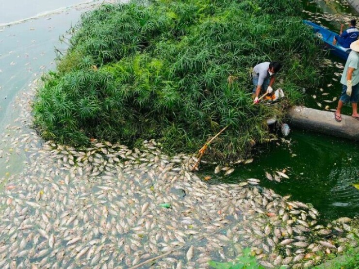 Quây lưới vớt hàng tấn cá chết ở hồ Nghĩa Đô