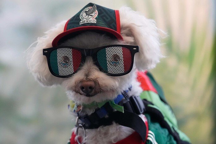 Osito gây chú ý với chiếc mũ và cặp kính mang màu cờ Mexico. Chú chó poodle lai từng được nhận nuôi này nhanh chóng trở thành “ngôi sao” đặc biệt bên ngoài sân đấu tại World Cup 2026. Ảnh: AP