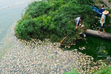 Quây lưới vớt hàng tấn cá chết ở hồ Nghĩa Đô