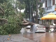 Mưa giông quật đổ hàng chục cây xanh, đè hai ôtô