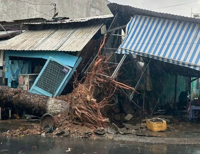 Một cây xanh bật gốc đè vào nhà dân. Ảnh: Hồng Ngự