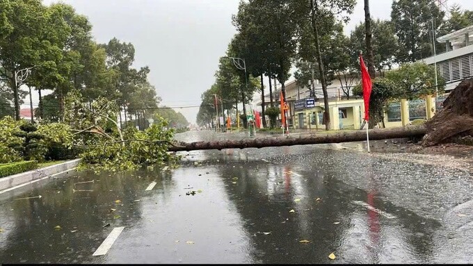 Cây xà cừ cao hơn chục mét đổ chắn ngang đường Lý Thường Kiệt. Ảnh: Hồng Ngự