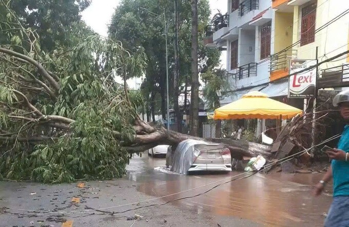 Cây bật gốc đè ôtô trên đường Nguyễn Đình Chiểu. Ảnh: Hồng Ngự