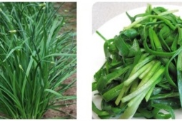 Cây thuốc nhỏ nhưng có võ, giúp bổ thận tráng dương, bảo vệ tim mạch lại dễ tìm