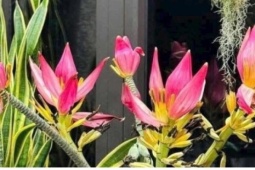 Loài hoa dân dã thành "hàng hot", chưa về chợ khách đã đặt hết sạch