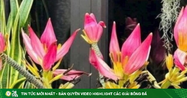 Loài hoa dân dã thành "hàng hot", chưa về chợ khách đã đặt hết sạch
