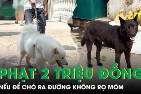 Từ 1/8, phạt tới 2 triệu đồng nếu để chó ra đường không rọ mõm, không xích giữ chó