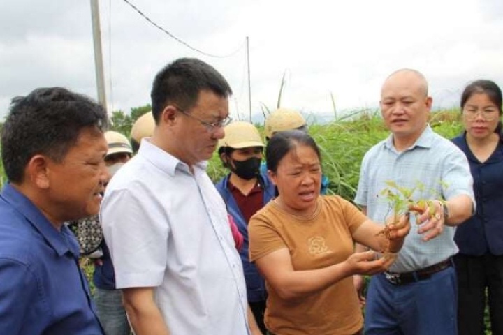 Clip: Khai thác "mỏ vàng" từ cây dược liệu ở Lạng Sơn