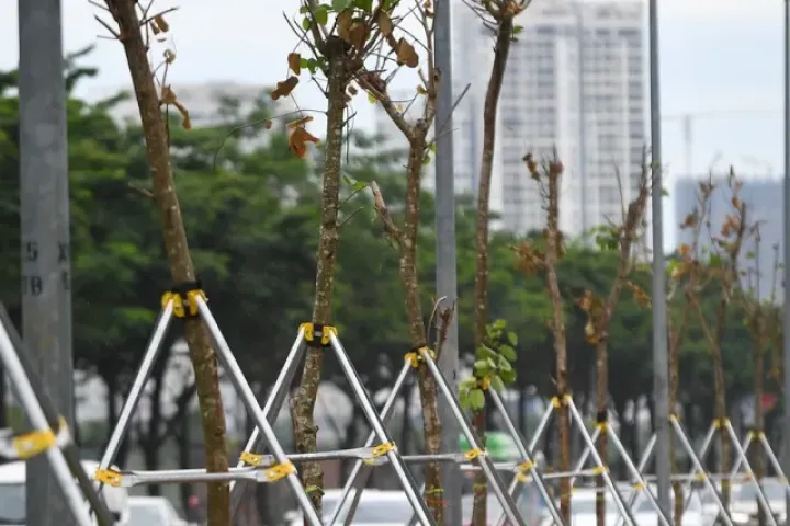 Cận cảnh hàng trăm cây Chiêu Liêu trên cống hộp ở Hà Nội