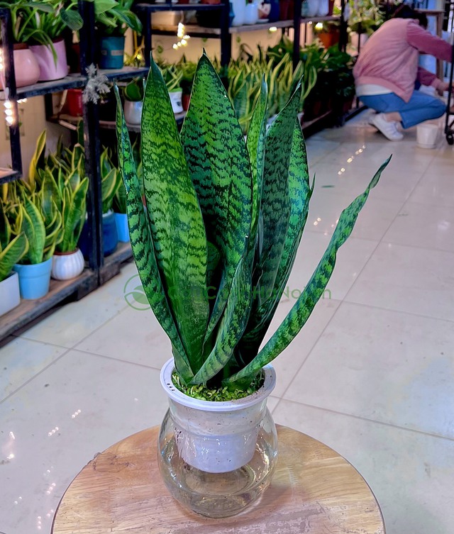 Cây lưỡi hổ là một trong các loại cây cảnh dễ trồng ngoài trời được nhiều gia chủ ưa chuộng. Đây là một loại cây nhiệt đới, có khả năng chịu hạn rất tốt.