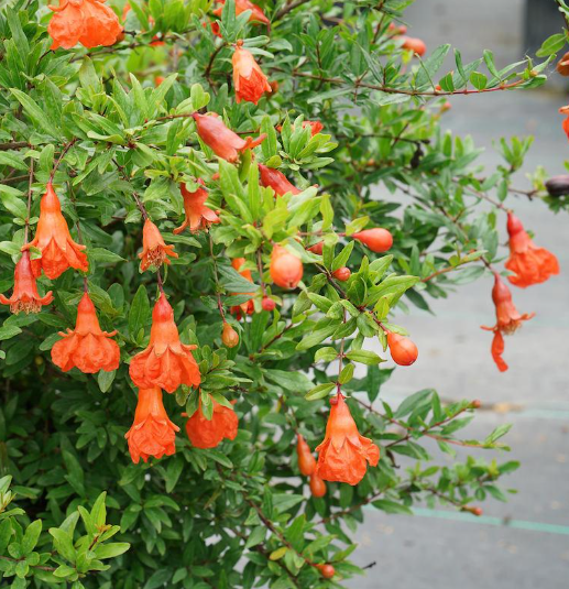 Nhiều hộ gia đình đều yêu thích trồng loại cây này trong sân vườn.