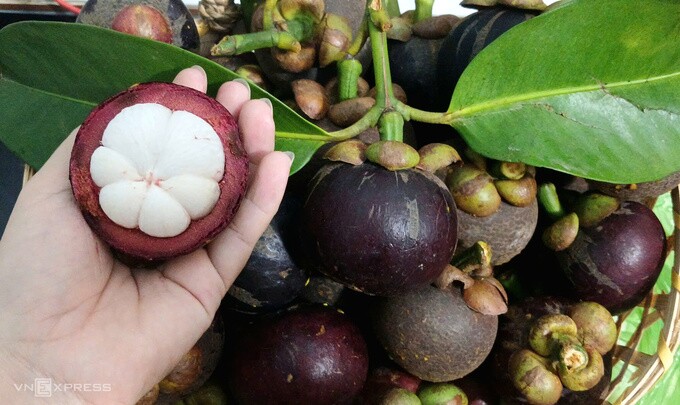 Măng cụt của nhà vườn ở Bình Dương cũ (nay TP HCM). Ảnh: Thi Hà