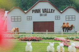 Pink Valley Đà Lạt có gì mà du khách liên tục rủ nhau đến trải nghiệm?