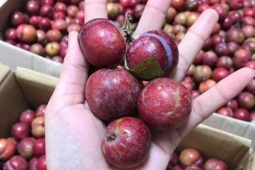 Tin tức sức khỏe - 4 loại quả đặc sản mùa hè càng ăn bàng quang càng “khóc thét”!