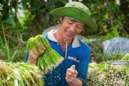 Loại rau dại mọc đầy đồng mùa nước nổi ở vùng Đồng Tháp Mười: Nghe tên lạ tai, ăn một lần là nghiện