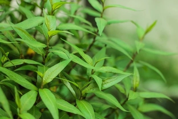 Rau răm nổi tiếng với công dụng hỗ trợ tiêu hóa.&nbsp;