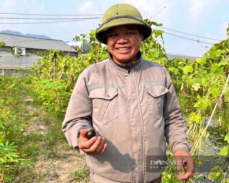 Ông Trung đã mạnh dạn chuyển đổi diện tích đất canh tác sang nuôi ốc thương phẩm. Ảnh: Hoàng Tính