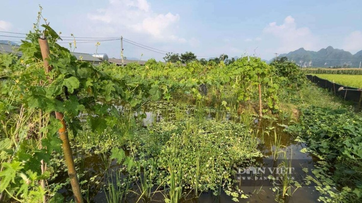 Giàn mướp ta vừa giúp mát cho ốc vừa làm thức ăn giàu dinh dưỡng. Ảnh: Hoàng Tính
