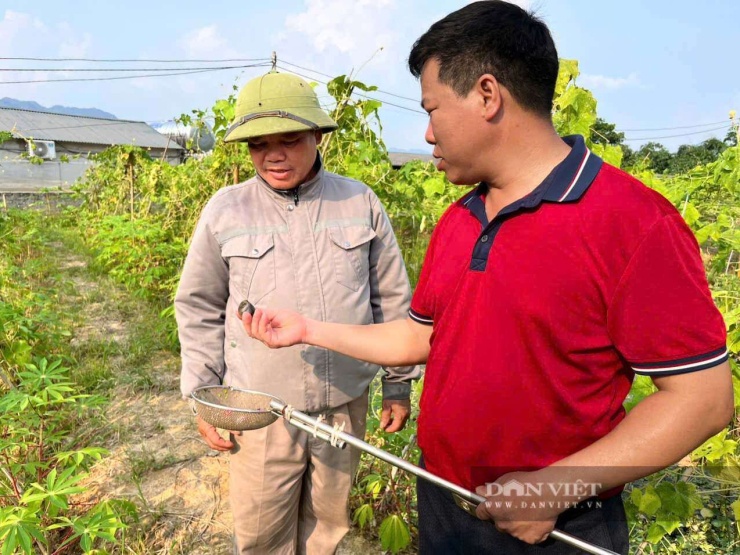 Ông Trung cùng cán bộ xã Yên Bình kiểm tra đàn ốc sau hơn 50 ngày thả nuôi. Ảnh: Hoàng Tính