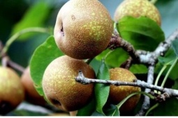 Đặc sản rừng ít người biết mang lại thu nhập cho đồng bào vùng cao