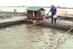 Nuôi cá lồng trên sông, nông dân Bắc Ninh dựng "mỏ vàng" giữa dòng nước, doanh thu hơn 30 tỷ đồng/năm