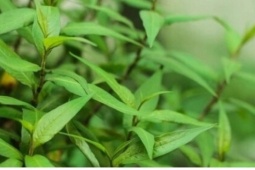 Cây thuốc quý chẳng chăm vẫn tốt um như cỏ, ăn vào giải độc, bổ dưỡng đủ đường