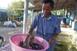 Từng mất tiền tỷ vì thất bại, một người Bình Định (tỉnh Gia Lai mới) nay thu nửa tỷ/năm nhờ loài cá đẻ dưới biển sâu