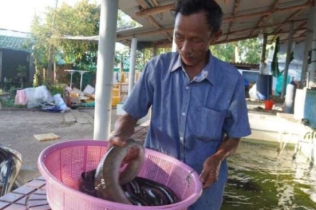 Từng mất tiền tỷ vì thất bại, một người Bình Định (tỉnh Gia Lai mới) nay thu nửa tỷ/năm nhờ loài cá đẻ dưới biển sâu