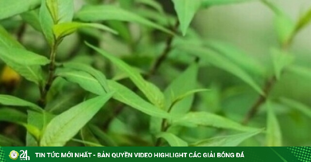 Cây thuốc quý chẳng chăm vẫn tốt um như cỏ, ăn vào giải độc, bổ dưỡng đủ đường
