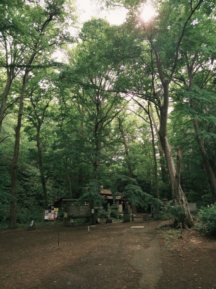 Tăng Thanh Hà 'tắm rừng' Maruyama xanh mướt ở Hokkaido - 3