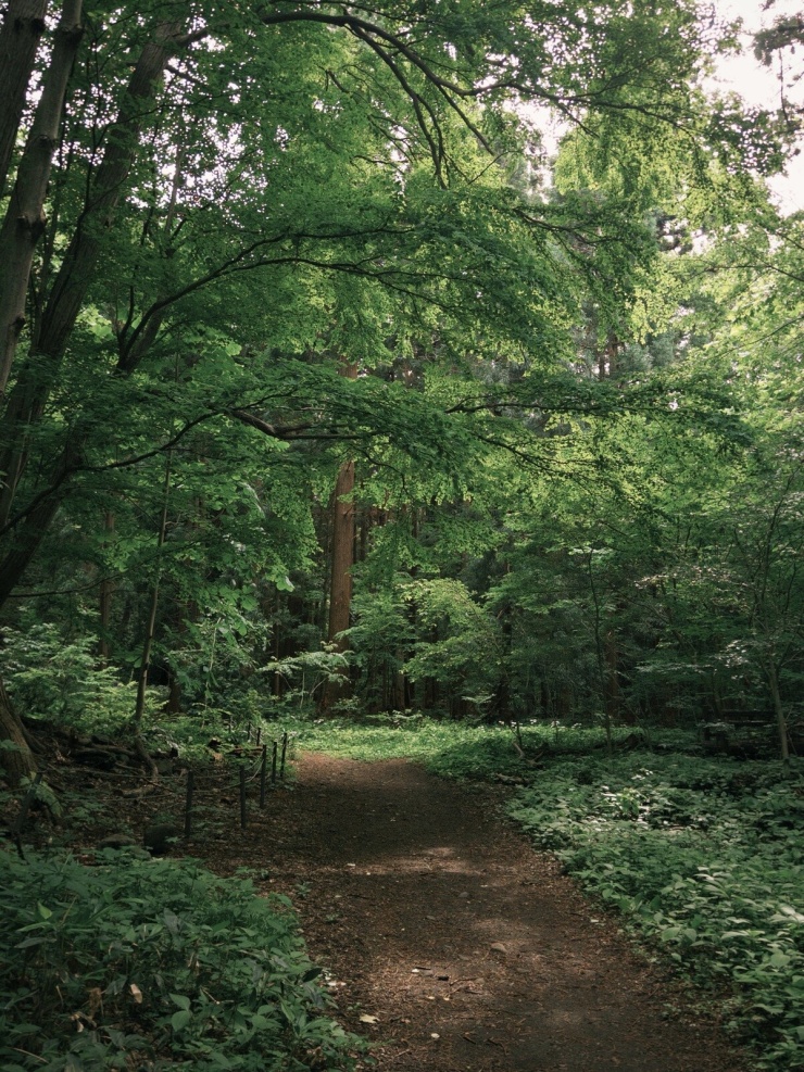 Tăng Thanh Hà 'tắm rừng' Maruyama xanh mướt ở Hokkaido - 5