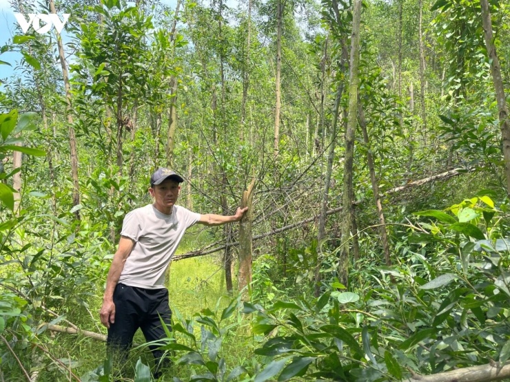 Một số hộ dân bị gãy đổ rừng keo tràm nhưng không được lập danh sách hỗ trợ