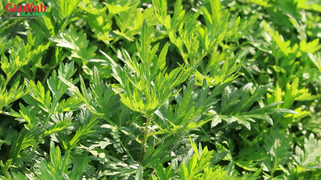 Ngải cứu dễ sống, ít sâu bệnh.