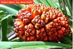 Tin tức sức khỏe - Người ho đàm, khó thở đừng bỏ qua loại quả vàng rực đang vào mùa này