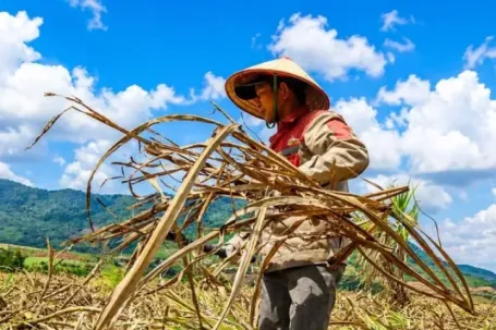 Vựa mía lớn nhất nước lao đao
